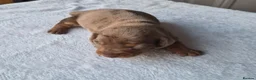 Dachshund dogs for sale: Miniature dachshunds smooth haired puppies - Advert 10