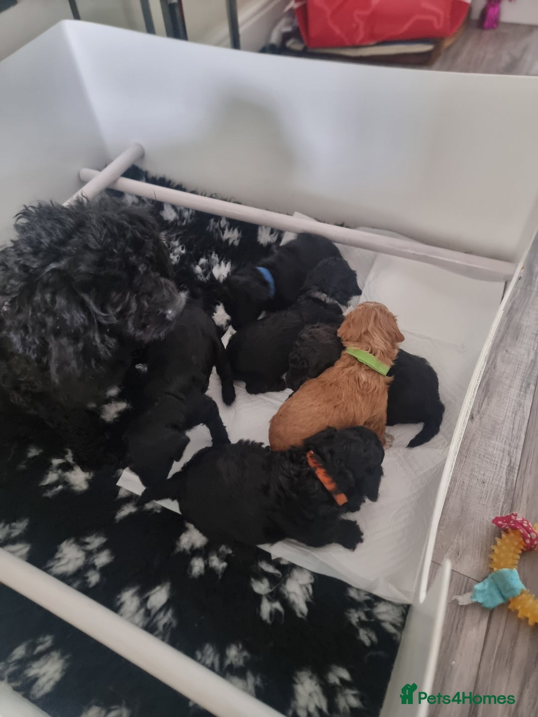Shihpoo dogs for sale: Shihpoo puppies  - Image 7