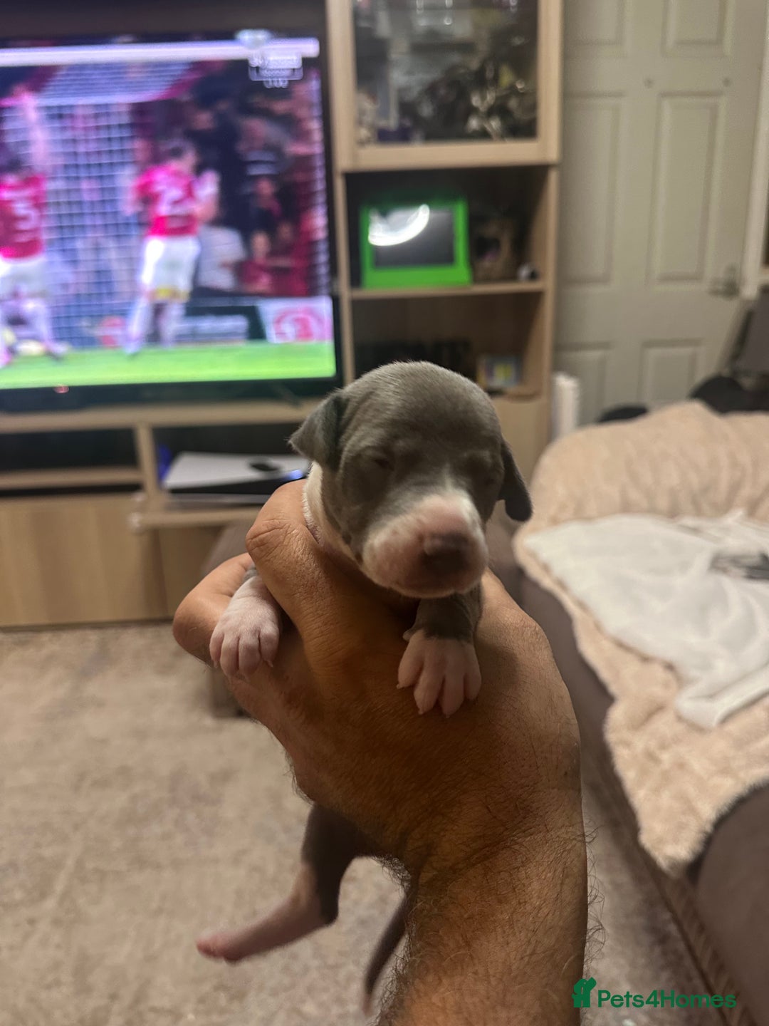 Whippet dogs for sale: Rare colours full pedigree KC Reg whippet pups  - Image 23