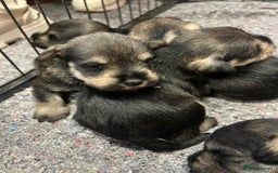 Miniature Schnauzer dogs for sale: KC Miniature Schnauzer Puppies - Image 5