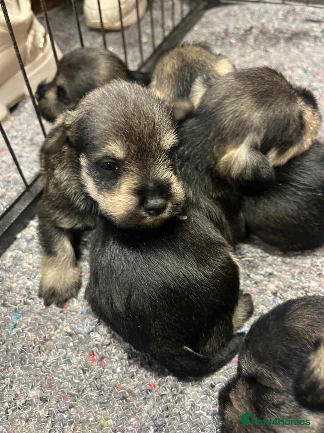 Miniature Schnauzer dogs for sale: KC Miniature Schnauzer Puppies - Image 5