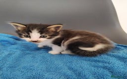 Mixed Breed cats for sale: 4 beautiful kittens ready for their forever home - Image 3