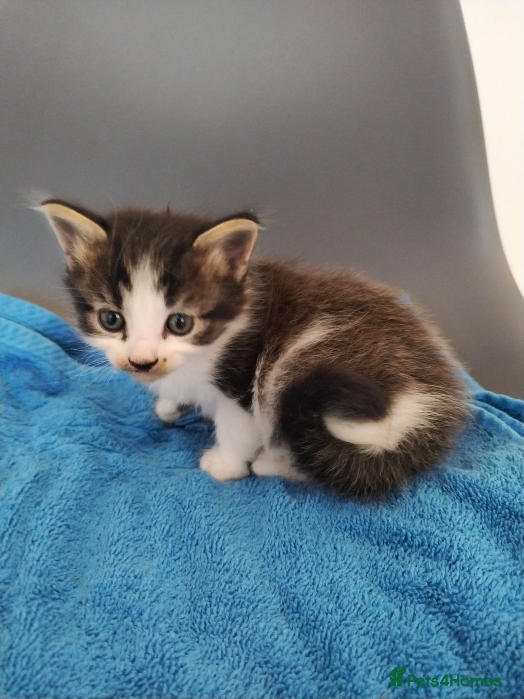 Mixed Breed cats for sale: 4 beautiful kittens ready for their forever home - Image 3