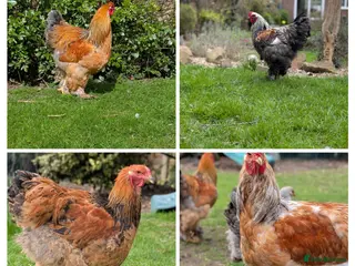 Chickens poultry Young Brahma Cockerels FREE - Advert 1