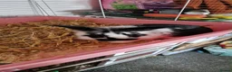 Lionhead rabbits for sale: Two Lion Head Rabbits - URGENT HOME NEEDED  - Advert 2