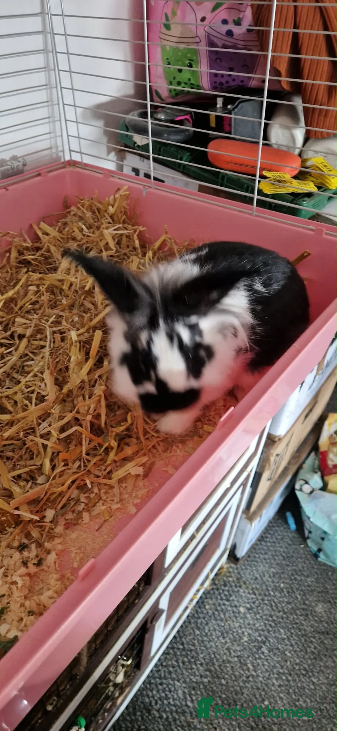 Lionhead rabbits for sale: Two Lion Head Rabbits - URGENT HOME NEEDED  - Advert 2
