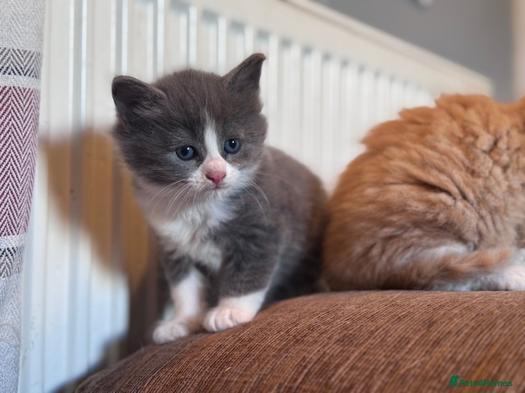 Domestic Shorthair cats for sale: ✨🐾 Gorgeous Kittens Looking for Loving Homes 🐾✨ - Image 4