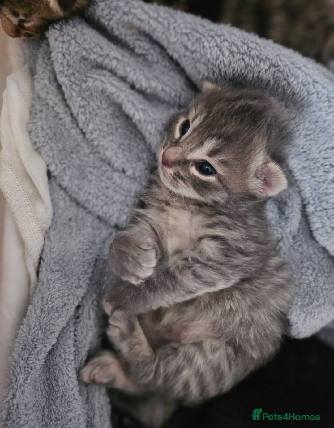 Bengal cats for sale: Elven Bengals - Image 31