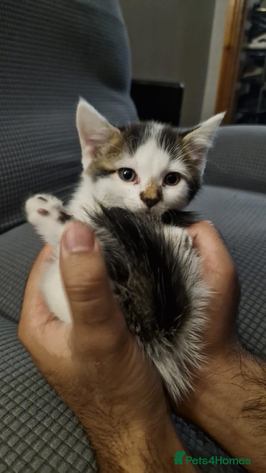 Turkish Angora cats for sale: 3 beautiful kittens ready to find a loving home  - Image 5