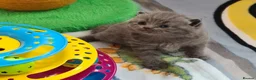 British Shorthair cats for sale:  ** 🎅BritishShorthair kittens GCCF, Full vaccin.  in Mexborough - Advert 8