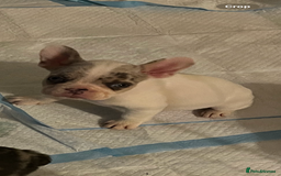 French Bulldog dogs for sale: READY NOW French bulldog puppies  - Advert 5