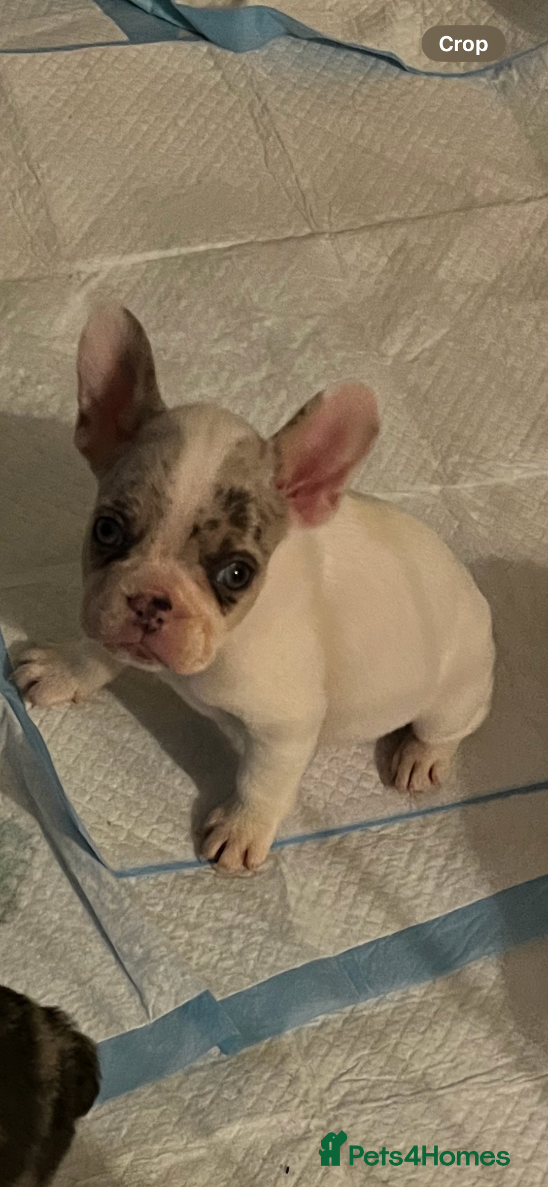 French Bulldog dogs for sale: READY NOW French bulldog puppies  - Advert 5