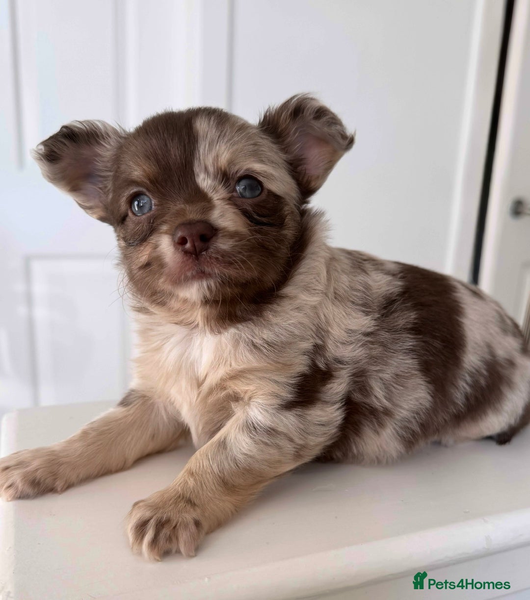 Chihuahua dogs for sale: Last Boy- Chihuahua Longhair Blue Eye Merle Boy - Image 10