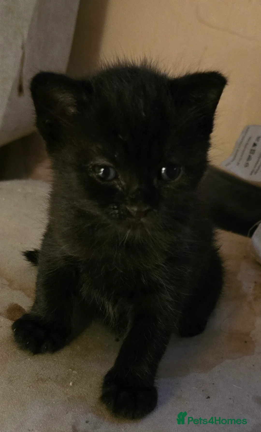 Mixed Breed cats for sale: Beautiful mid to long coat kittens in Nottingham - Advert 2