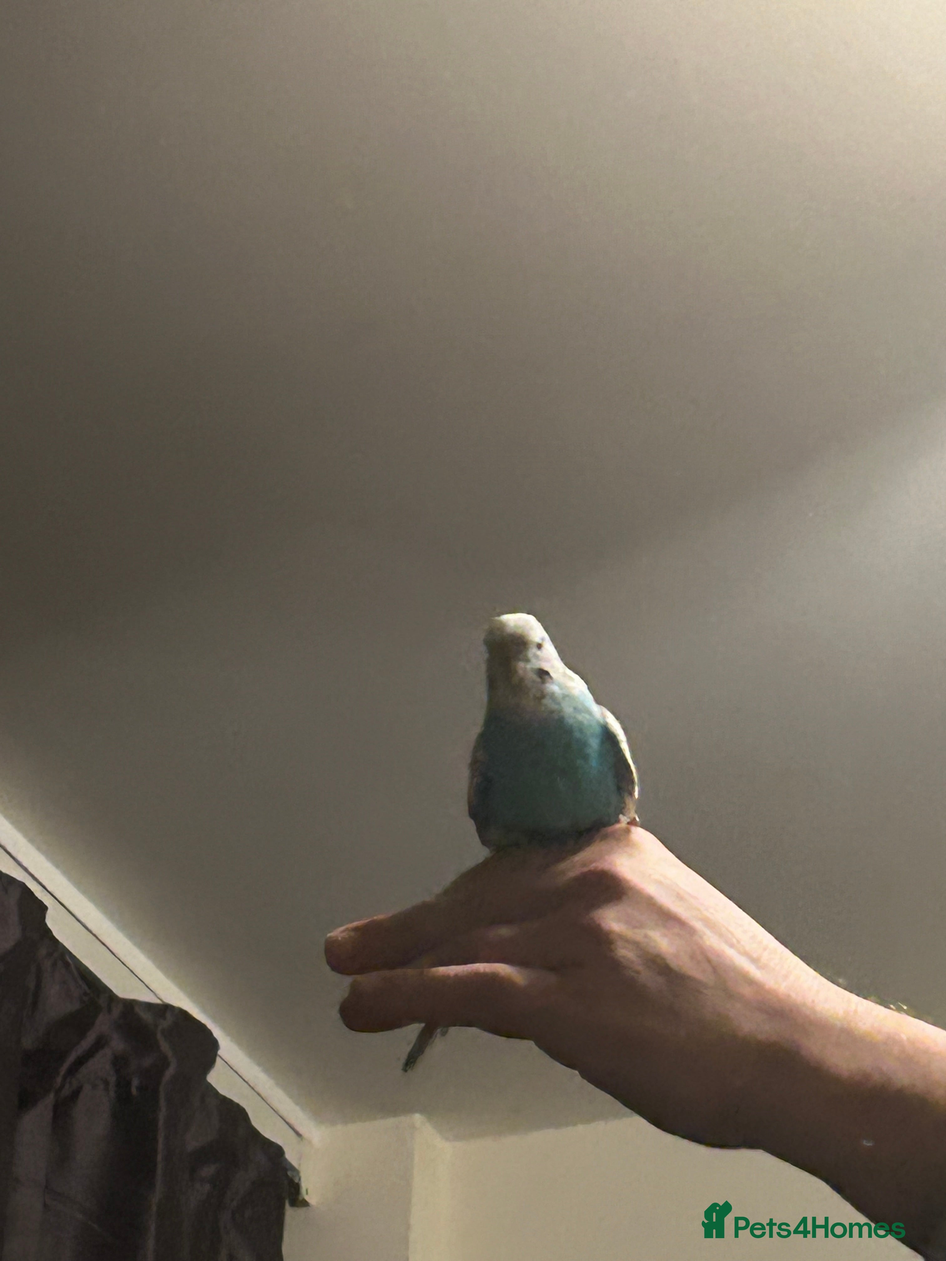 Budgerigars birds Exhibition BUDGIES - BEAUTIFUL!   - Advert 2