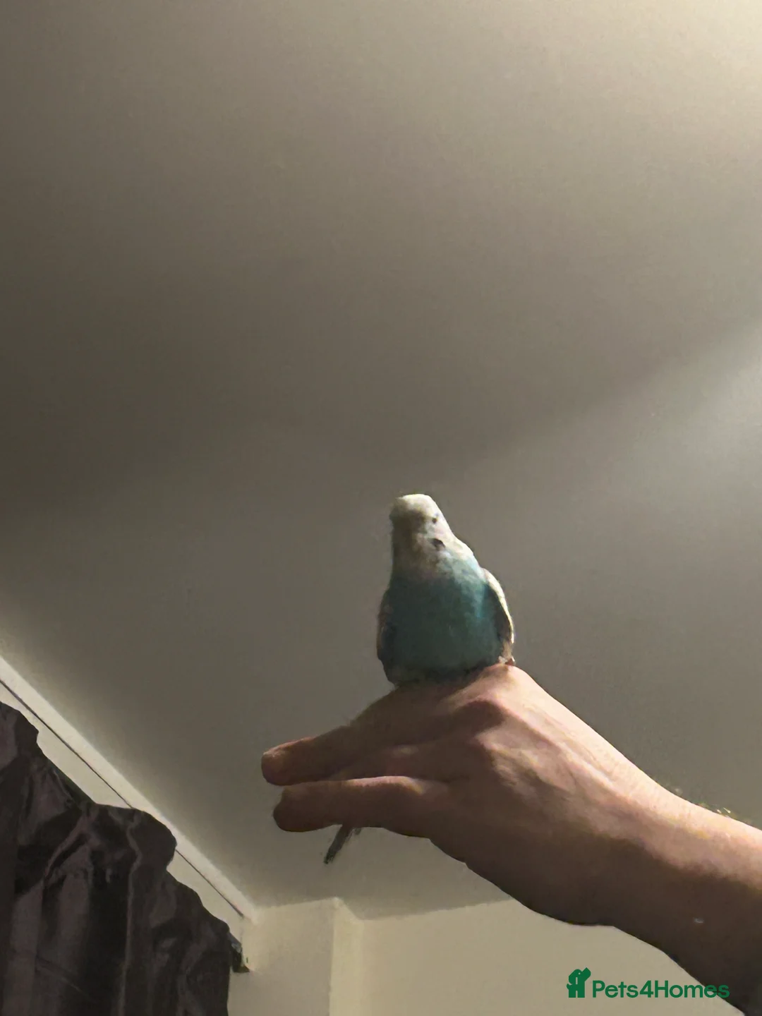 Budgerigars birds for sale: Exhibition BUDGIES - BEAUTIFUL!   - Advert 1