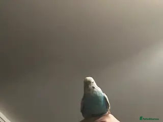 Budgerigars birds Exhibition BUDGIES - BEAUTIFUL! - Advert 1