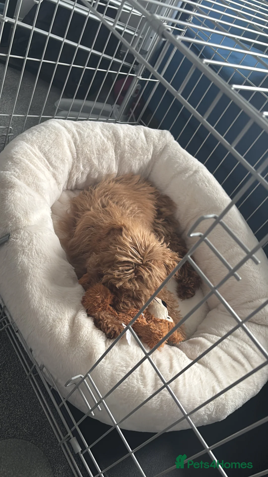 Cockapoo dogs for sale: Red Cockapoo puppy to rehome in Chorley - Advert 1