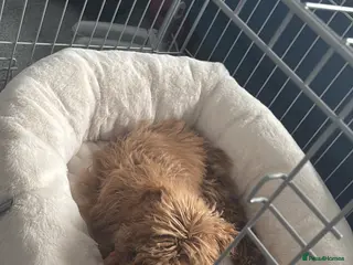 Cockapoo dogs Red Cockapoo puppy to rehome - Advert 2