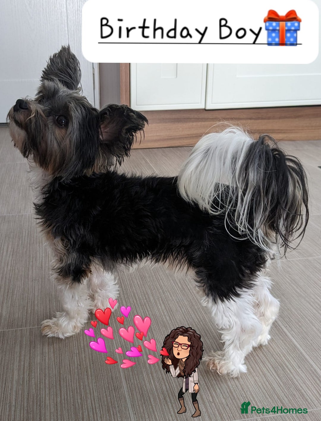 Yorkshire Terrier dogs for stud: Purebred BiewerTerrier/ColourfulYorkie Proven Stud in Merthyr Tydfil - Advert 10