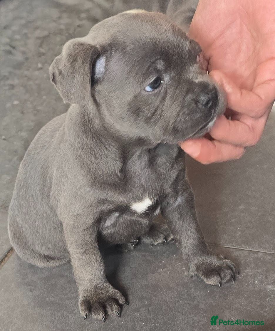 Staffordshire Bull Terrier dogs Stunning KC reg SBT BLUE PUPS - Advert 1