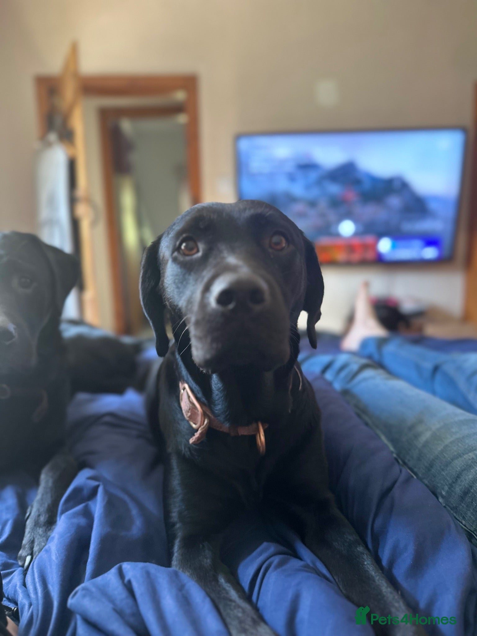 Mixed Breed dogs Male and female rottie x lab ( ** ) - Advert 2