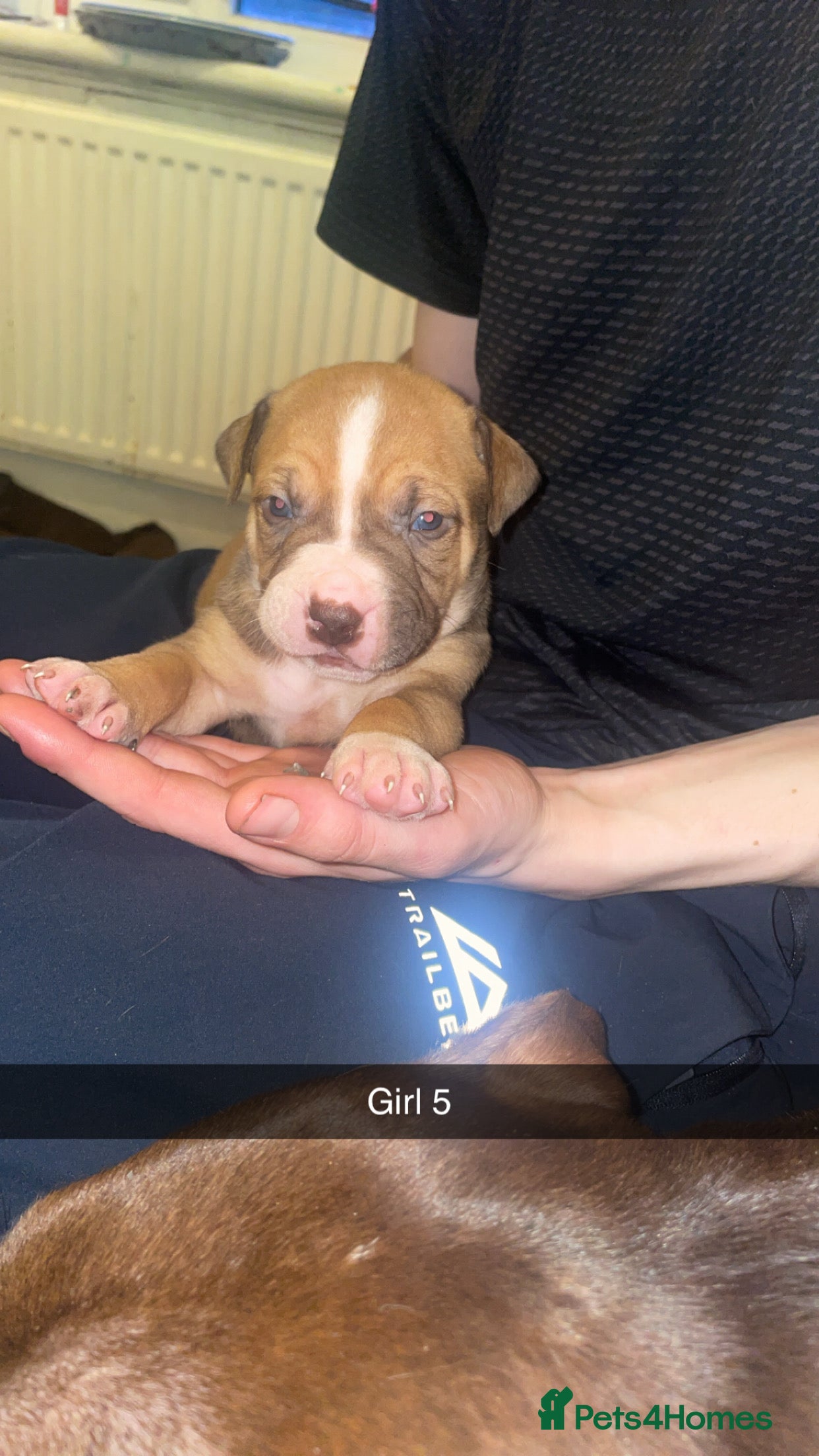 Mixed Breed dogs American bully x American bulldog puppies - Advert 12