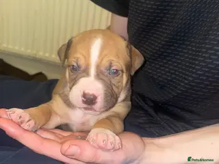 Mixed Breed dogs American bully x American bulldog puppies - Advert 10
