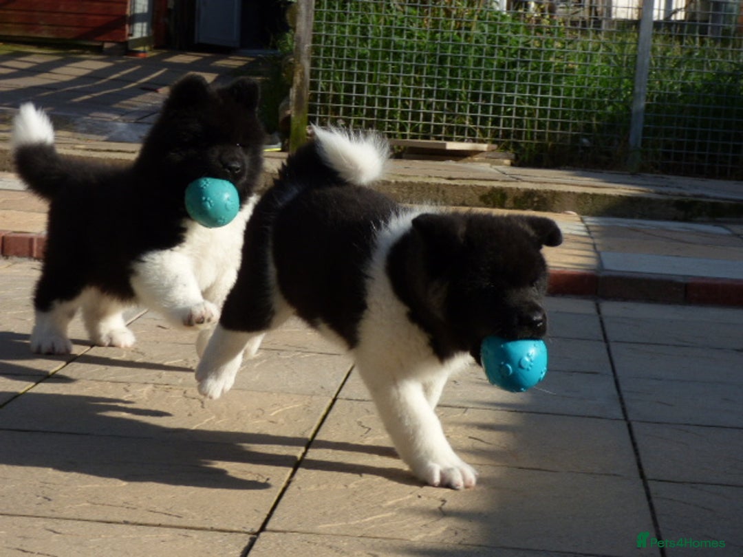 Akita dogs for sale: Quality Akita Babies (& KC Registered) - Image 29