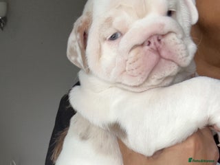 English Bulldog dogs Last English bulldog puppy ***10/10DNA - Advert 3