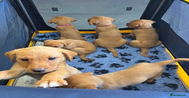Labrador Retriever dogs - Advert 16