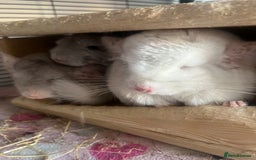 Chinchilla rodents for sale: 2 Female Chinchillas and Full set up!  - Image 30