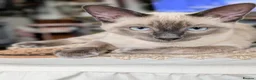 Tonkinese cats for sale: Exquisite Kittens- Tonkinese Dolls - Advert 7