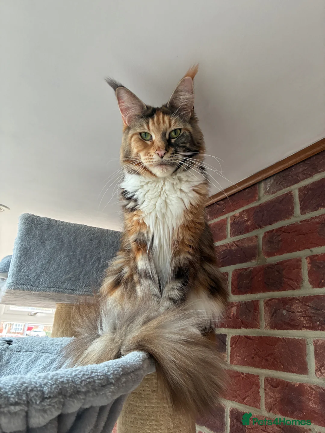 Maine Coon cats for sale: Only 1 boy left in King's Lynn - Advert 1