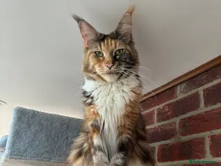 Maine Coon cats Only 1 boy left - Advert 3