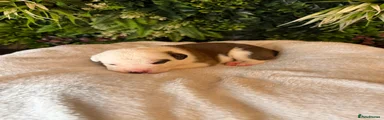 Mixed Breed 2