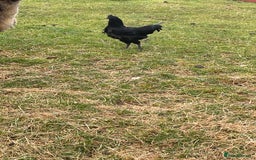 Chickens poultry for sale: Ayam Cemani trio - Image 1