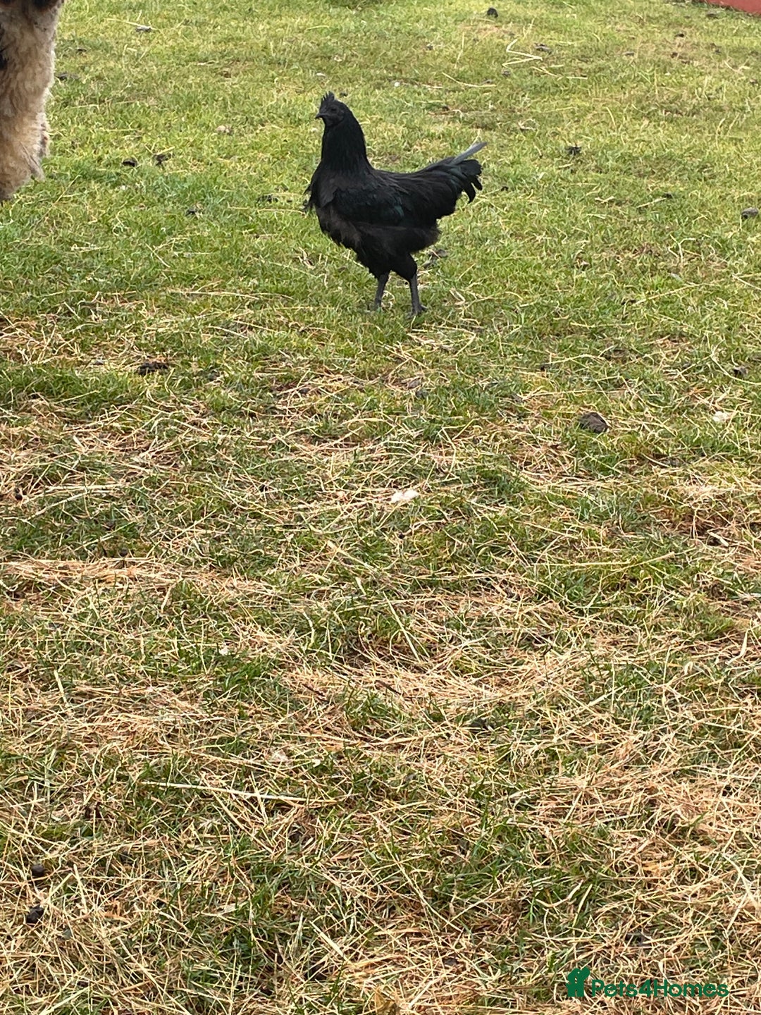 Chickens poultry for sale: Ayam Cemani trio - Image 1