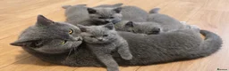 British Shorthair cats for sale: *Ready to leave in 1 week* Blue BSH GCCF Kittens  - Advert 5