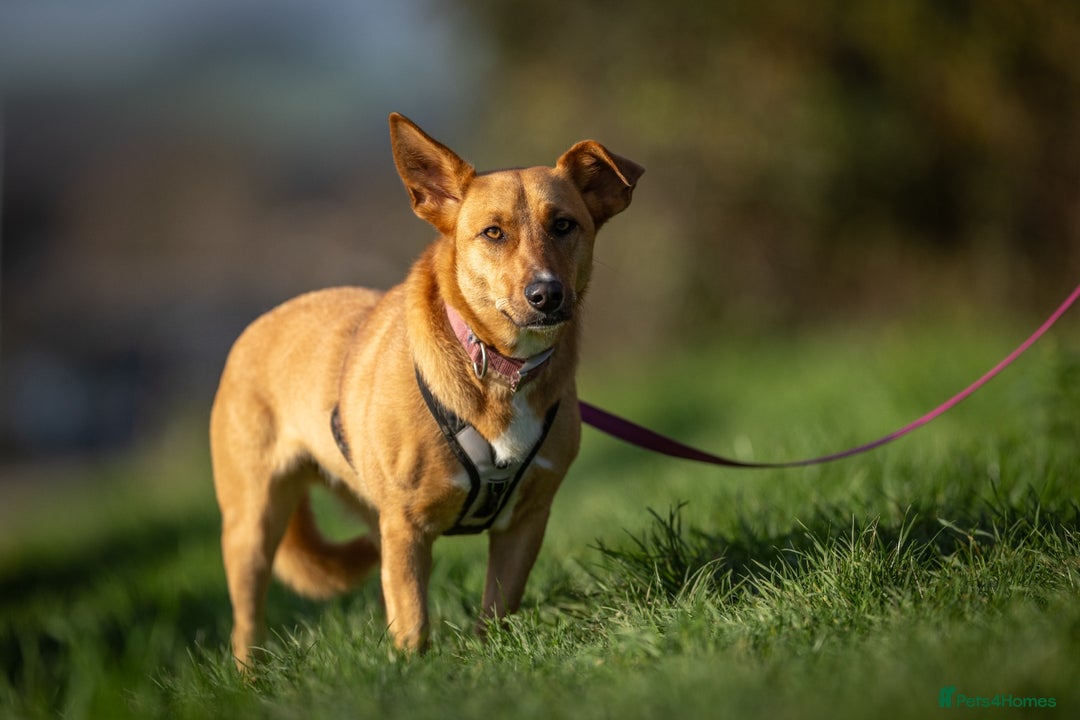 Mixed Breed dogs for adoption: Beautiful Maya is looking for her forever family  - Advert 8
