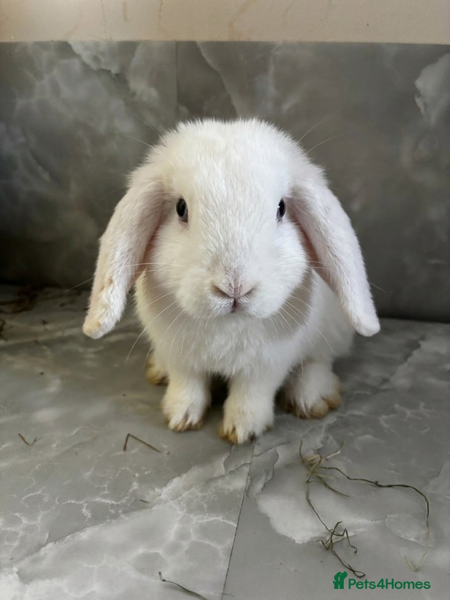 Mini Lop rabbits Björn Looking For His Forever Home - Advert 1