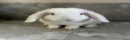Mini Lop rabbits for sale: Björn Looking For His Forever Home in Bolton - Advert 1