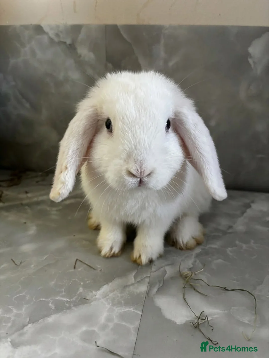 Mini Lop rabbits for sale: Björn Looking For His Forever Home in Bolton - Advert 1