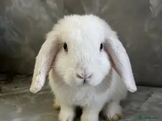 Mini Lop rabbits Björn Looking For His Forever Home - Advert 1