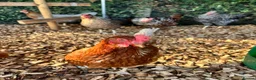 Chickens poultry for sale: 5 hybrid hens for sale  - Advert 2