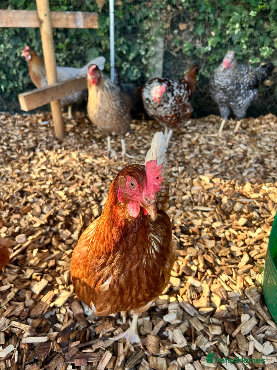 Chickens poultry for sale: 5 hybrid hens for sale  - Advert 2