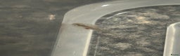 Axolotl reptiles for sale: Axolotl hatchling  - Advert 4