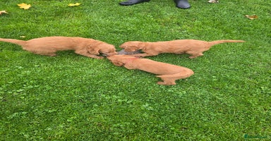 Labradoodle dogs - Advert 4