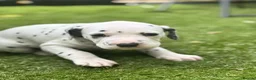 Dalmatian dogs for sale: Beautiful KC Registered Dalmatian Puppies - Advert 13