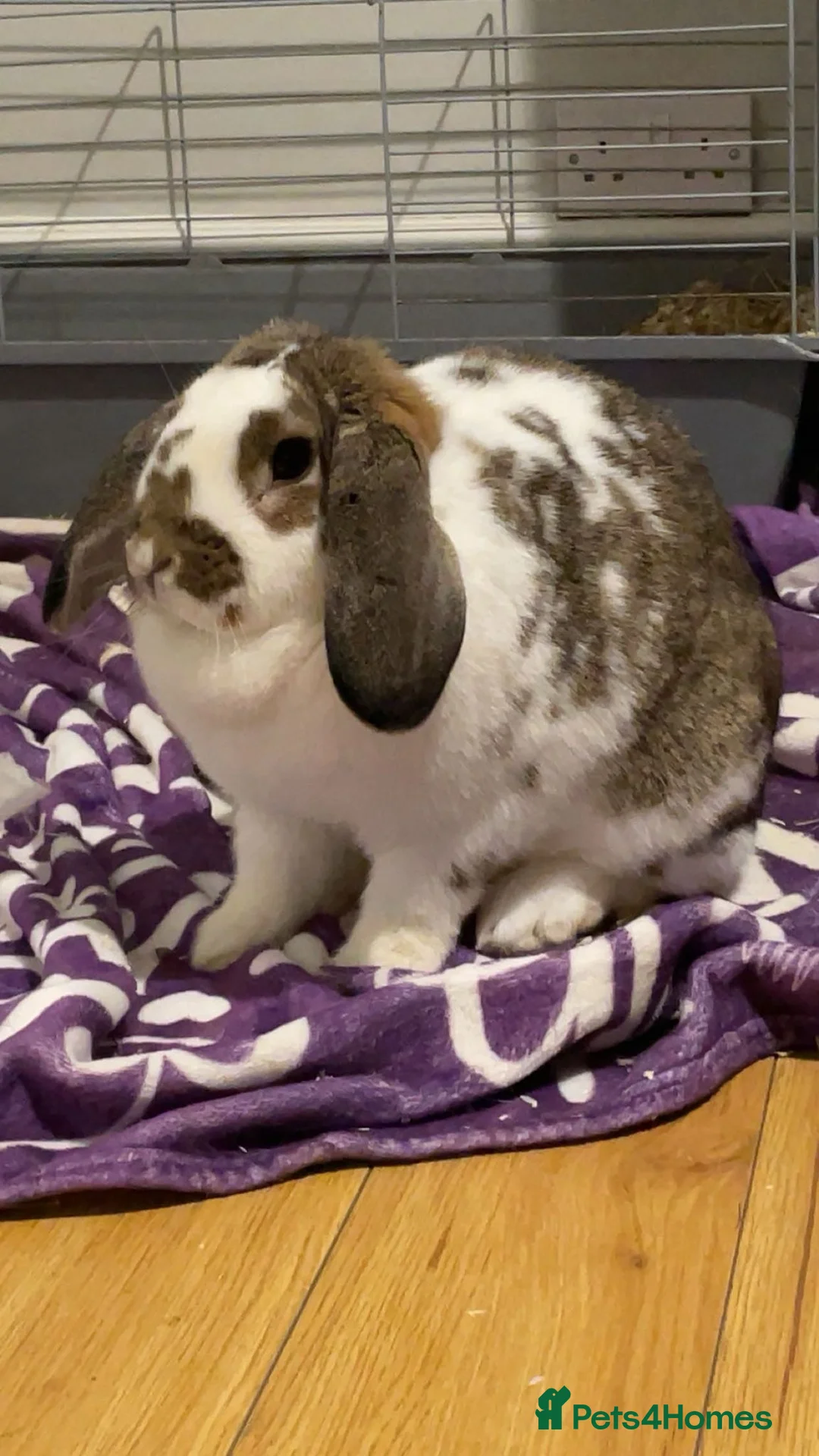 English Lop rabbits for sale: House/outdoor rabbit  in Stockport - Advert 1